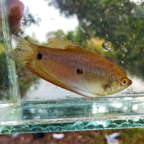 Trichopodus trichopterus