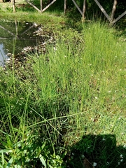 Juncus subnodulosus