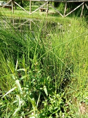 Juncus subnodulosus