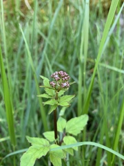 Valeriana flaccidissima