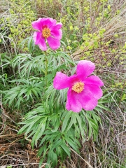 Paeonia hybrida