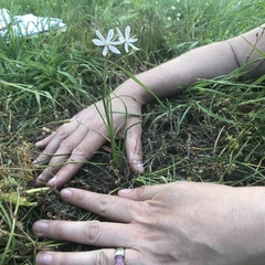 Trachyandra filiformis