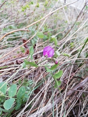 Lathyrus humilis