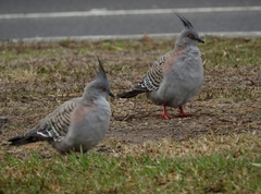 Ocyphaps lophotes