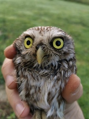 Athene noctua