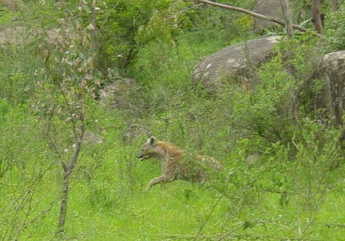 Spotted Hyena