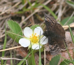 Erynnis lucilius