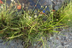 Fimbristylis polytrichoides