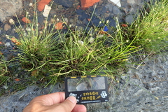 Fimbristylis polytrichoides