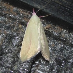 Phytometra obliqualis