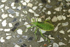 Homoeocerus