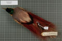 Goldie's Bird-Of-Paradise photo 3