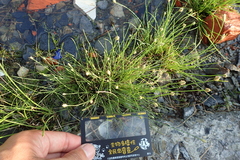 Fimbristylis polytrichoides