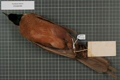 Goldie's Bird-Of-Paradise photo 5