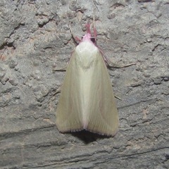 Phytometra obliqualis