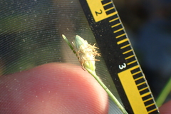 Fimbristylis polytrichoides