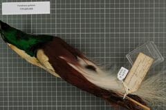 Emperor Bird-Of-Paradise photo 2