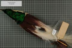 Emperor Bird-Of-Paradise photo 3