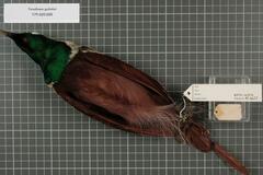Emperor Bird-Of-Paradise photo 5
