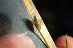 Fimbristylis polytrichoides