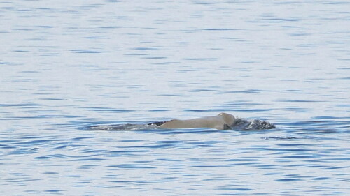 Beluga whale