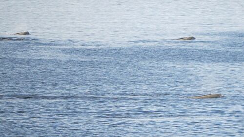 Beluga whale