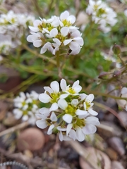 Cochlearia officinalis