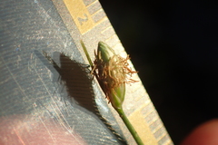 Fimbristylis polytrichoides