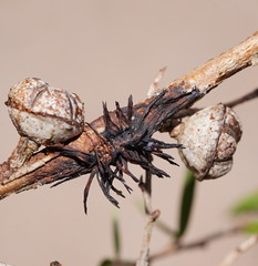 Septobasidium clelandii