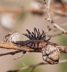 Septobasidium clelandii
