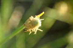 Fimbristylis polytrichoides