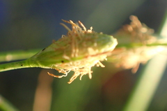 Fimbristylis polytrichoides