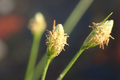 Fimbristylis polytrichoides