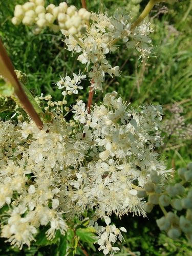 Meadowsweet