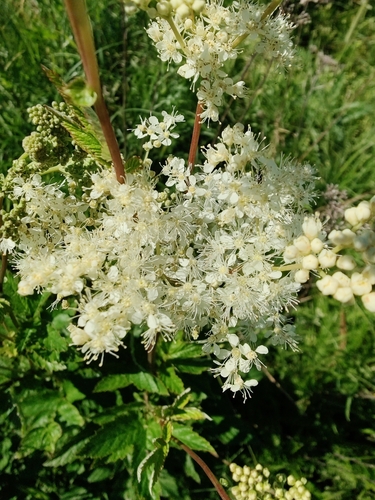 Filipendula ulmaria