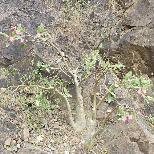 desert rose