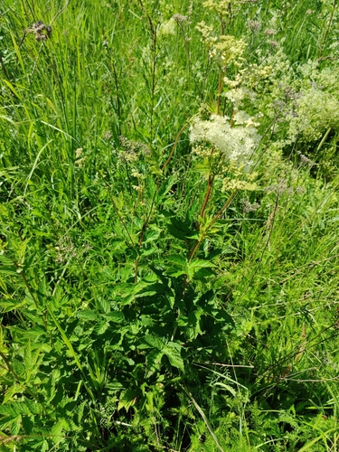 Filipendula ulmaria