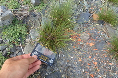 Fimbristylis polytrichoides