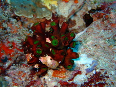 Tubastraea