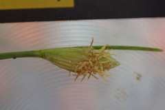 Fimbristylis polytrichoides