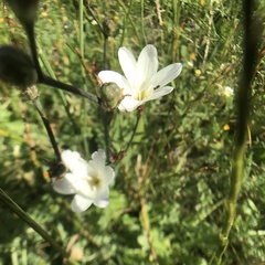 Sparaxis grandiflora