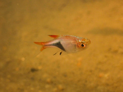 Harlequin Rasbora photo 3