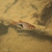 Harlequin Rasbora - Photo (c) Tse Chung Yi, some rights reserved (CC BY-NC), uploaded by Tse Chung Yi