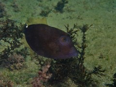 Cantherhines pardalis