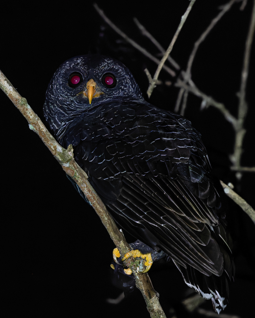 Black-banded Owl