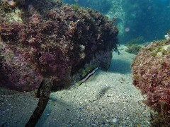 Canthigaster callisterna