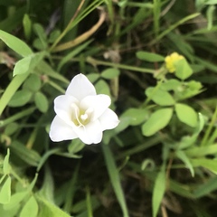 Sparaxis grandiflora