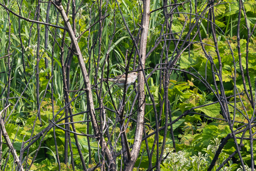 Manchurian Bush Warbler (Horornis canturians), photo 10