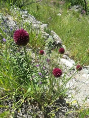 Allium sphaerocephalon