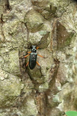 Strongylium erythrocephalum